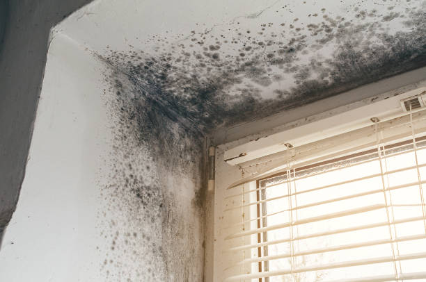 Affordable Black Mold Removal solutions in Cumming, GA